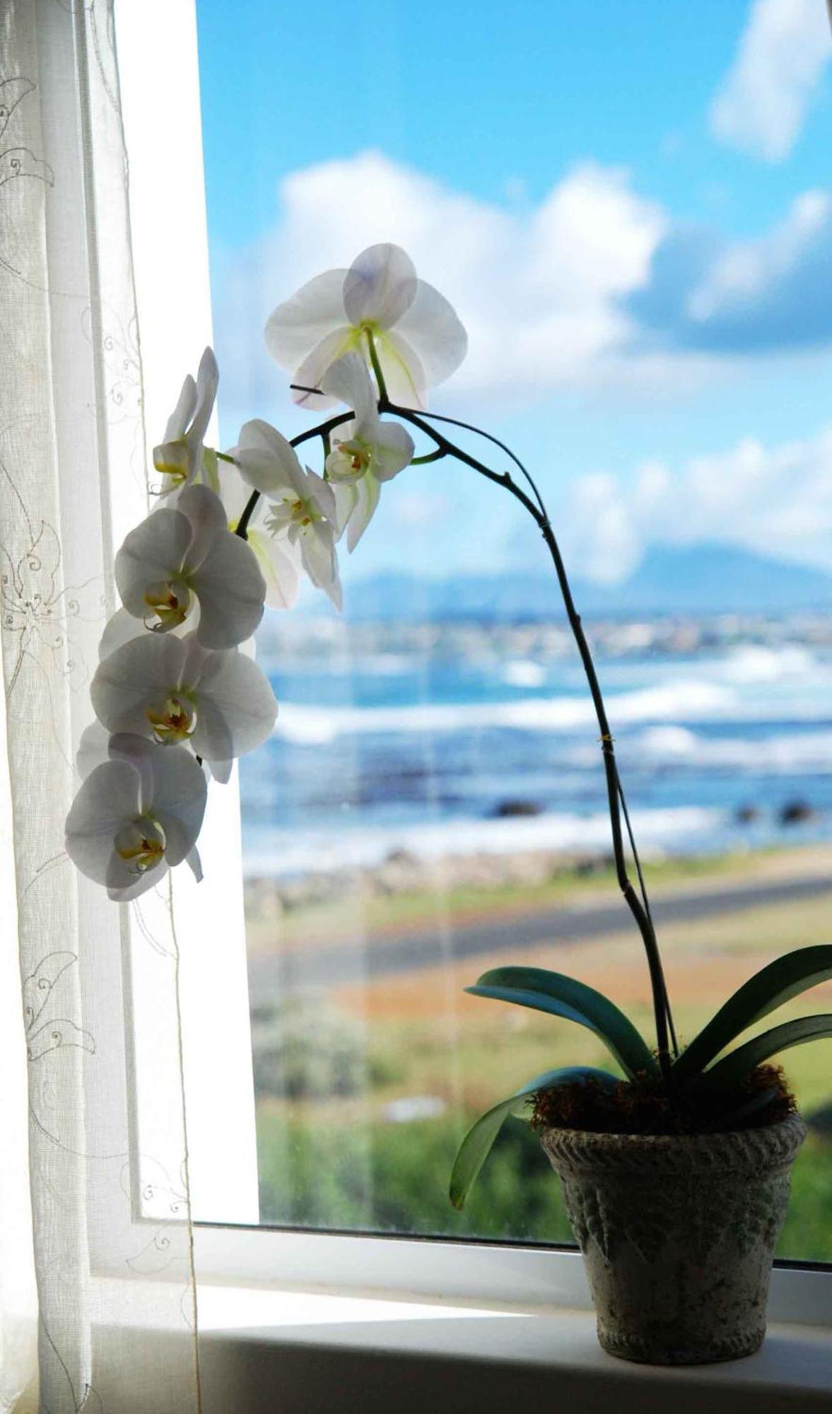 138 Marine Beachfront Guesthouse Hermanus Rum bild
